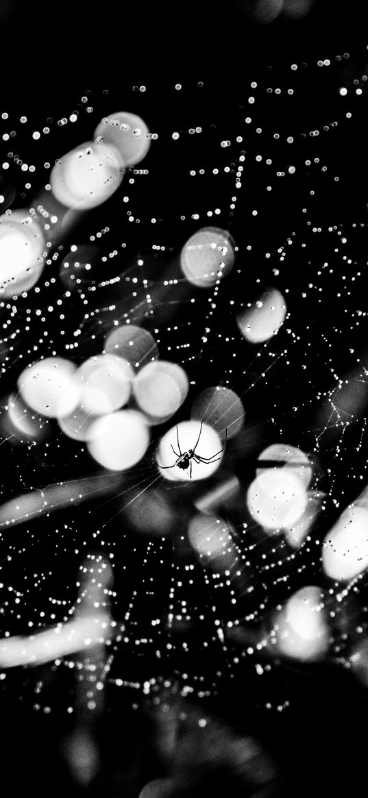 spider, spider web, drops, bw, glare