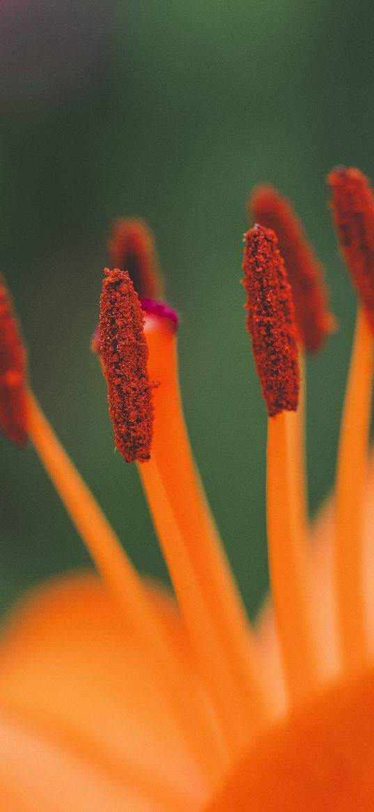 flower, pollen, stamens, macro