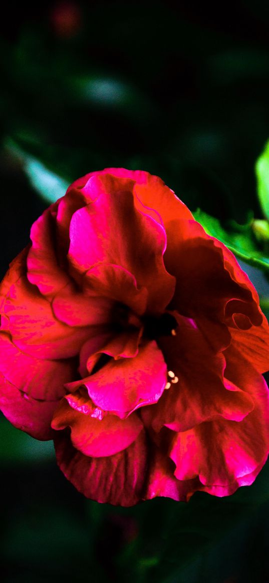 hibiscus, red, bud, petals, macro