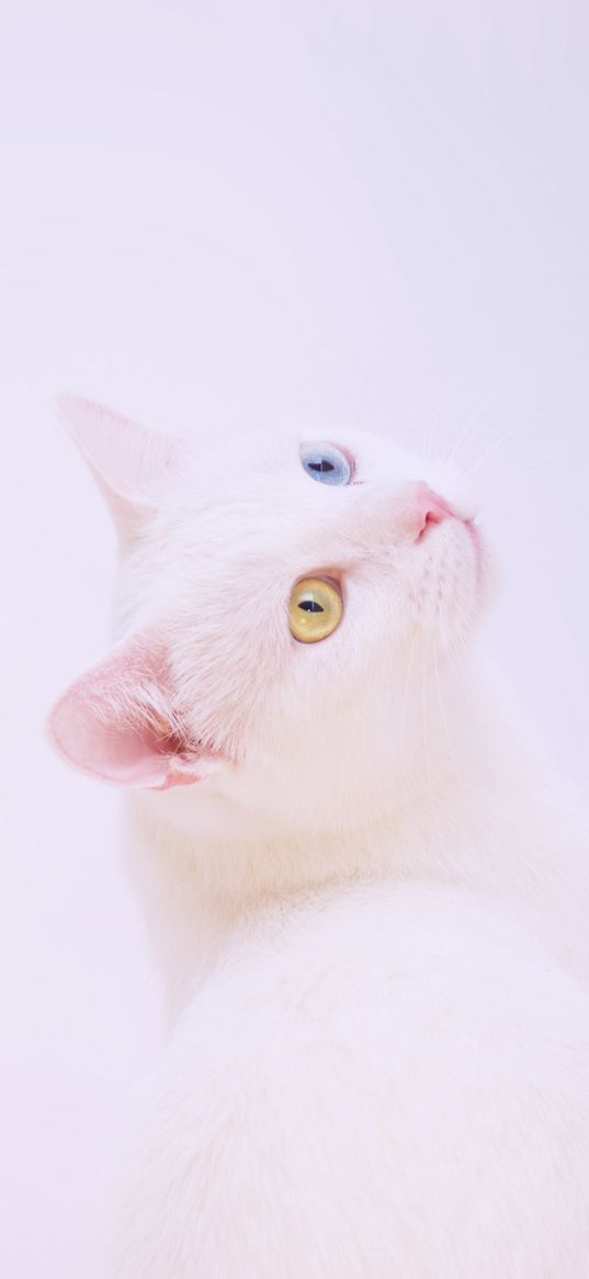 heterochromia, cat, muzzle, white, minimalism