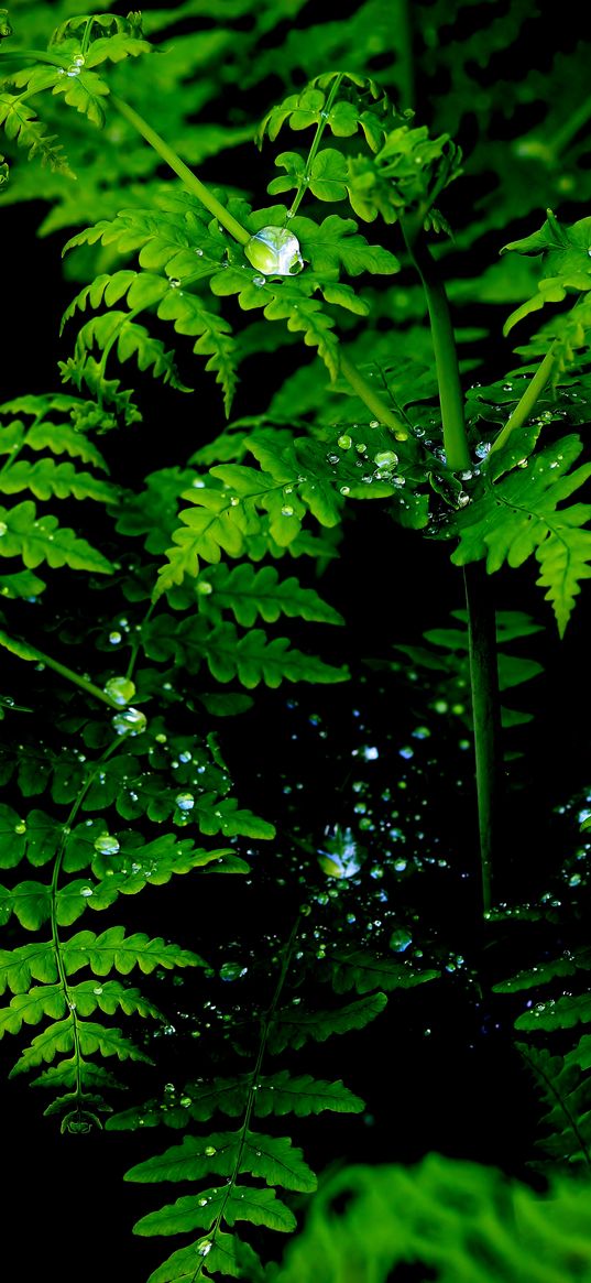 fern, leaves, carved, drops, green