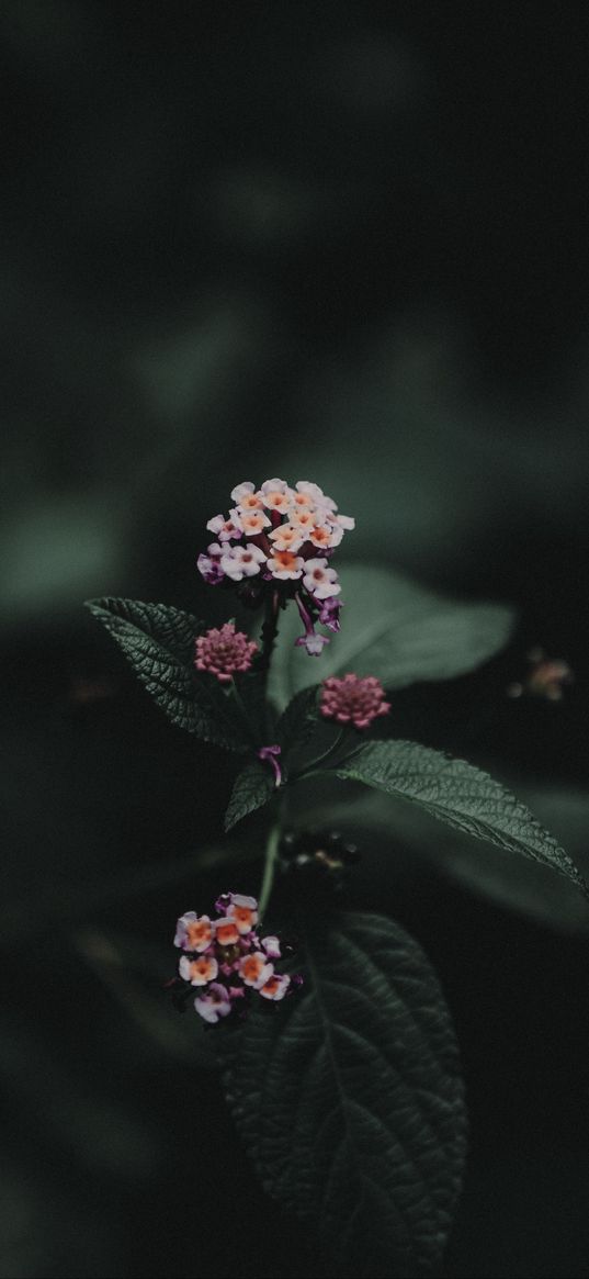 lantana camara, bloom, inflorescence, leaves