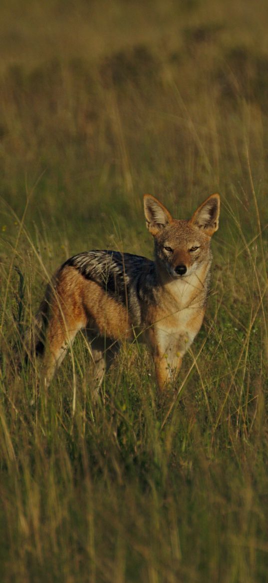 jackal, cub, wildlife