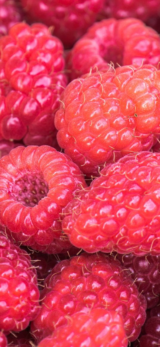 raspberries, berries, summer, ripe, vitamins