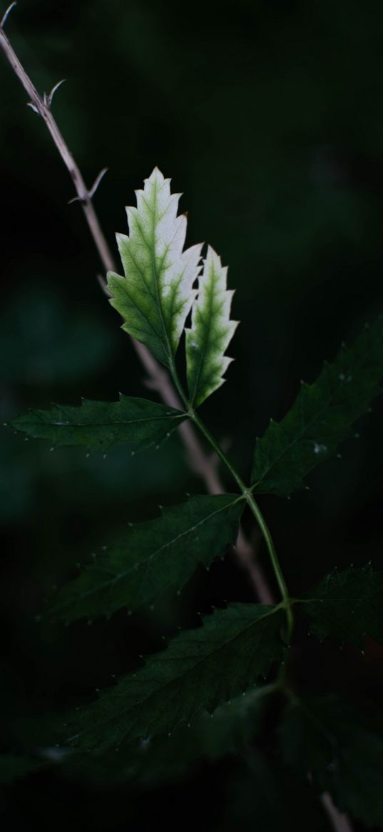 leaf, carved, twigs, green, dark