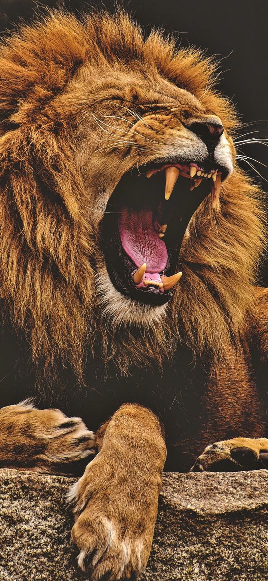 lion, grin, fangs, predator, king of beasts, big cat