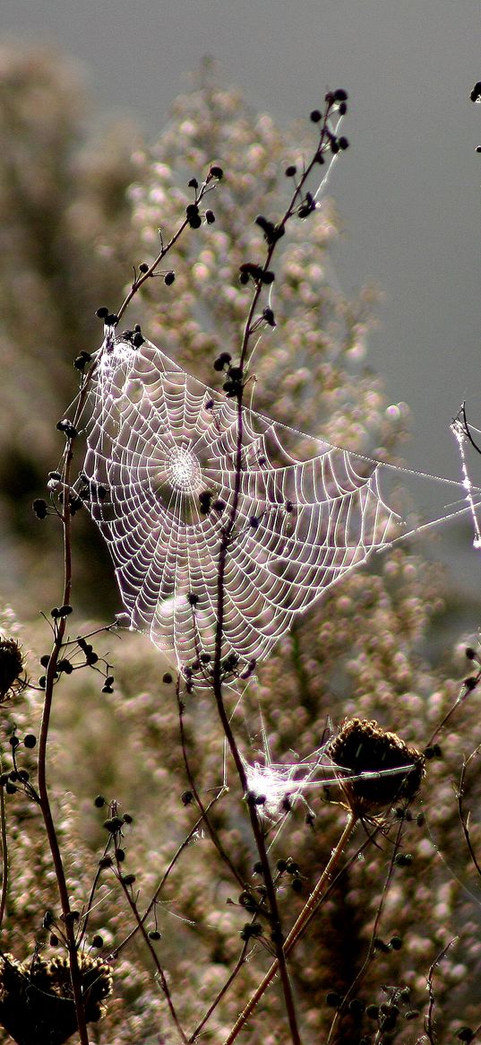 spiderweb, blur, branches, plant