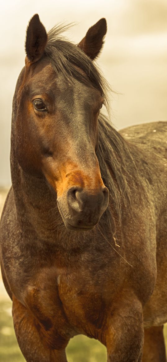 horse, mane, brown, muscular