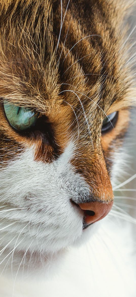 cat, muzzle, wool, eyes, mustache