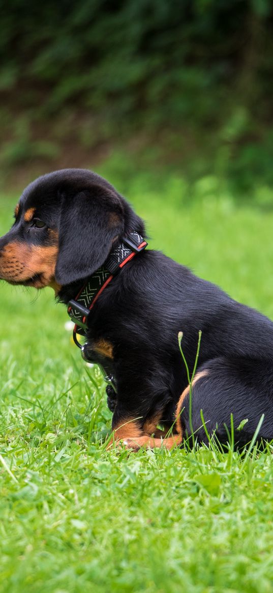 rottweiler, puppy, dog, cute