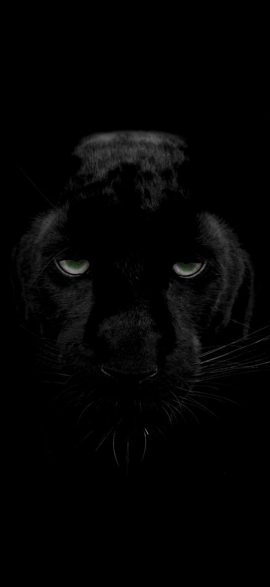 panther, predator, big cat, wildlife, look