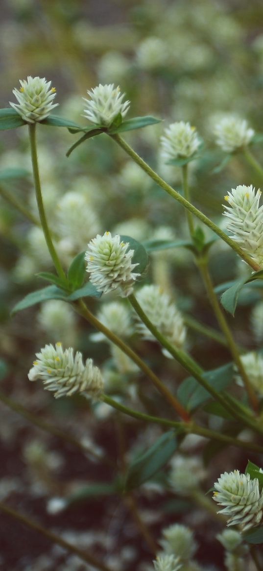 wild flowers, field flowers, stems, buds