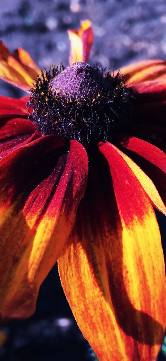 rudbeckia hirta, rudbeckia, petals, flower