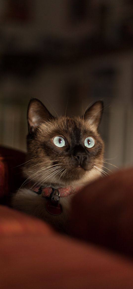 siamese cat, cat, muzzle, blur