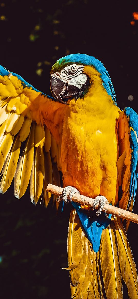 parrot, macaw, wing, wingspan