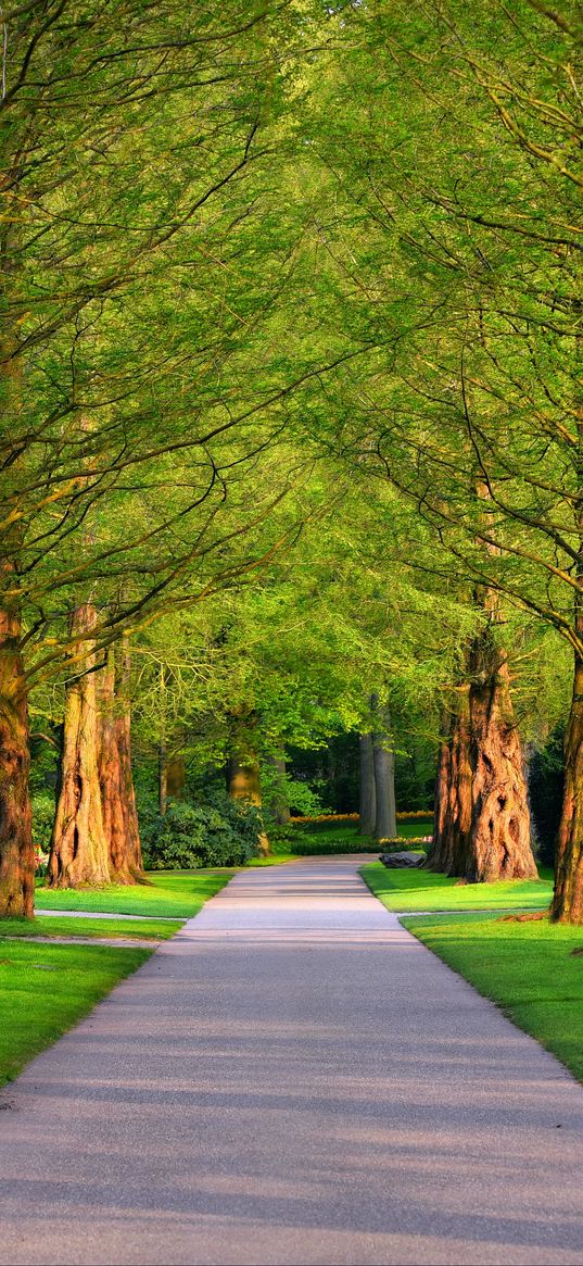 alley, trees, grass, summer