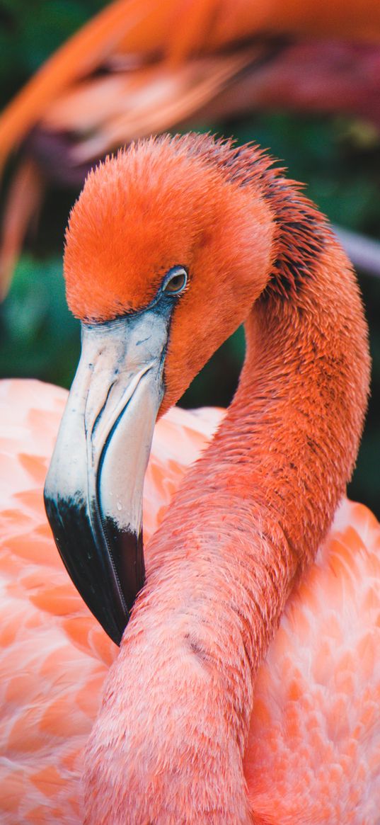 flamingo, bird, beak, plumage, neck