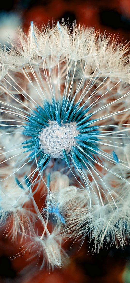 dandelion, down, flower, macro