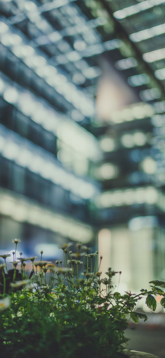 flowers, flower bed, blur