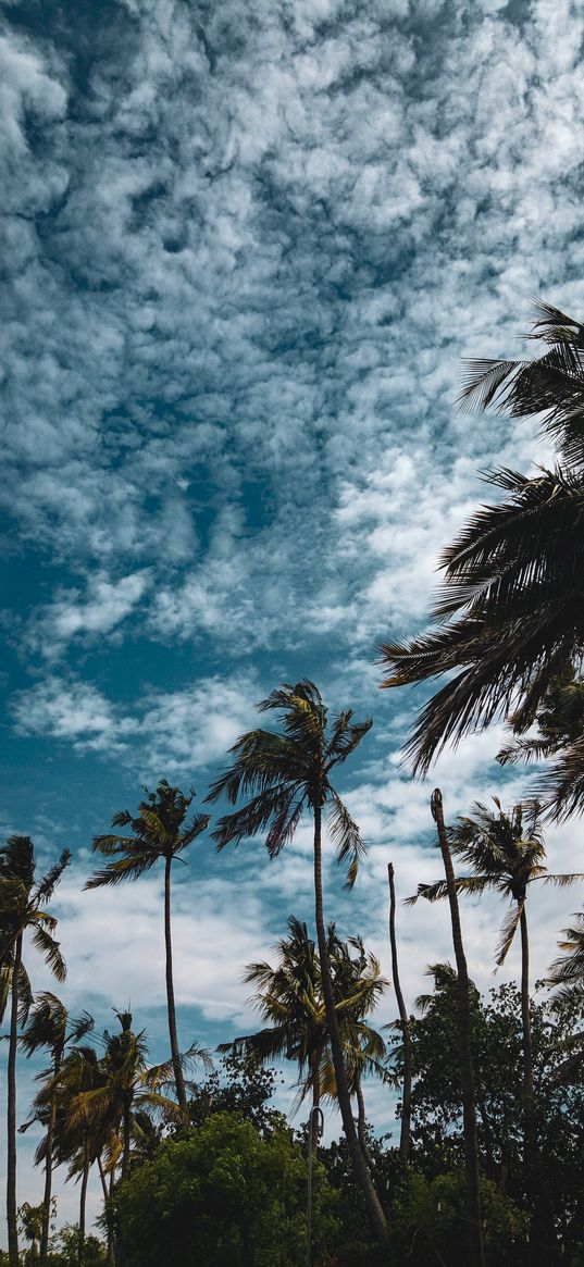 palms, tropics, wind, sky, clouds