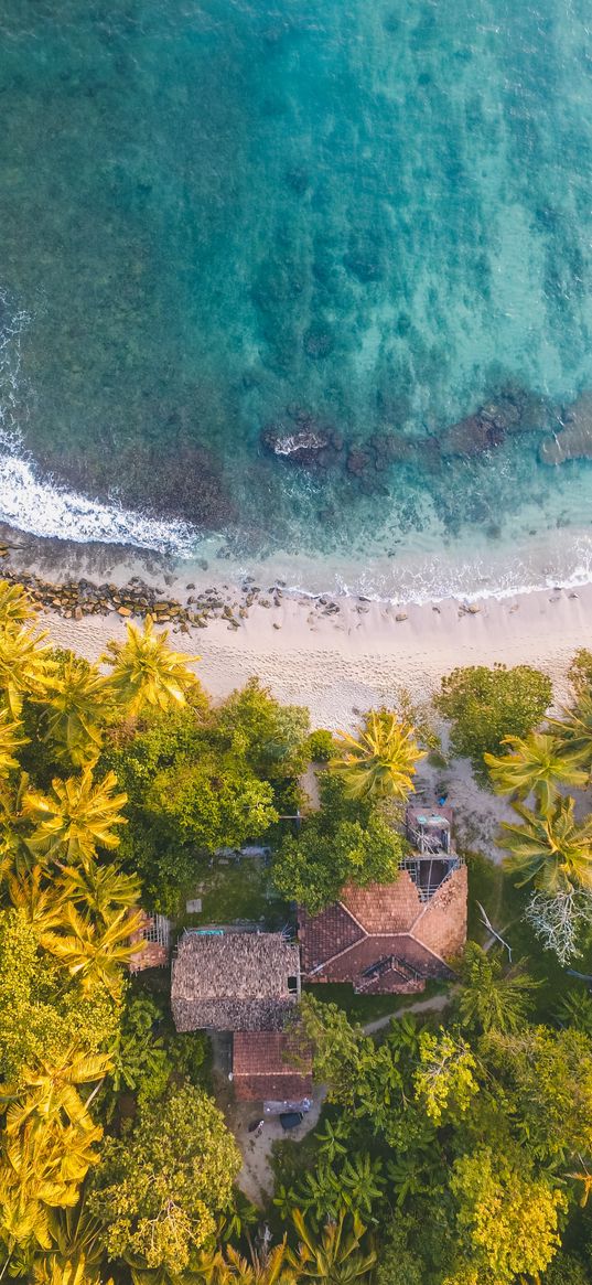 palms, ocean, view from above, coast, tropics