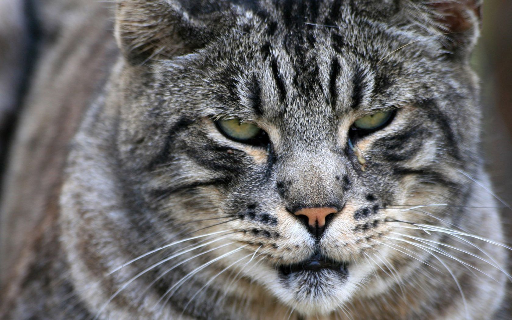 cat, wild, big, black, striped