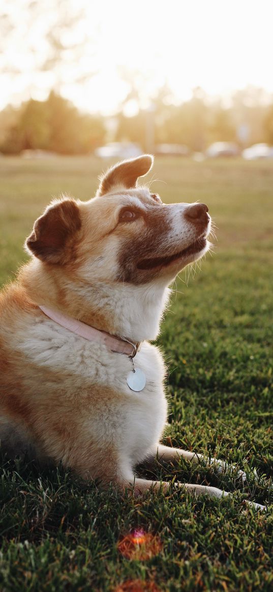 dog, collar, sunlight