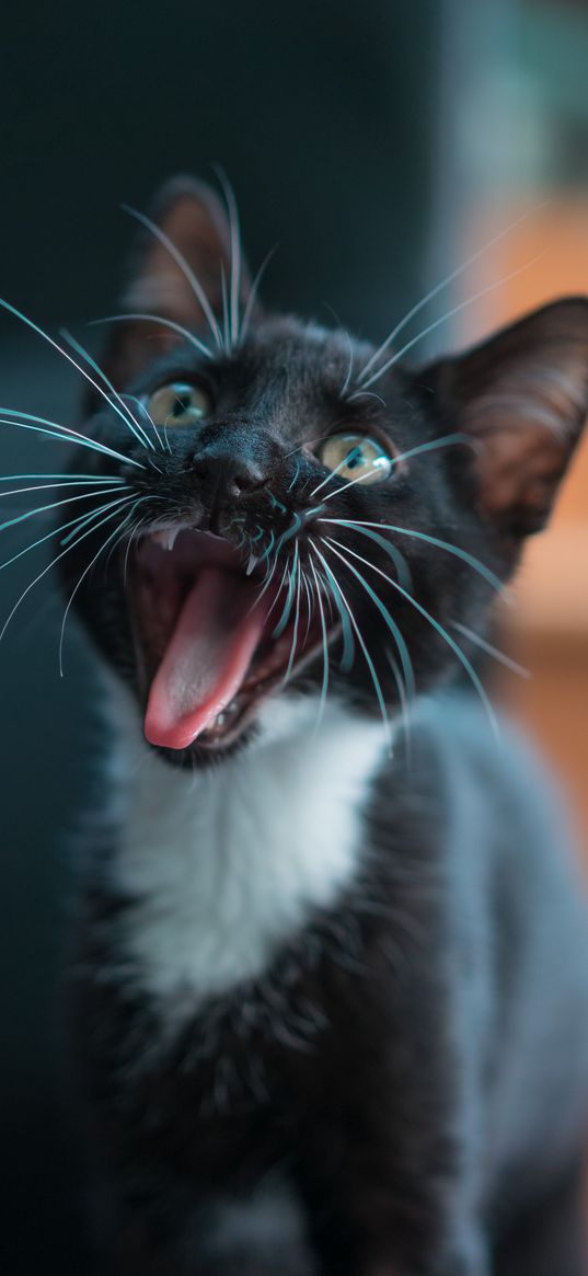 kitten, yawn, cat, mustache