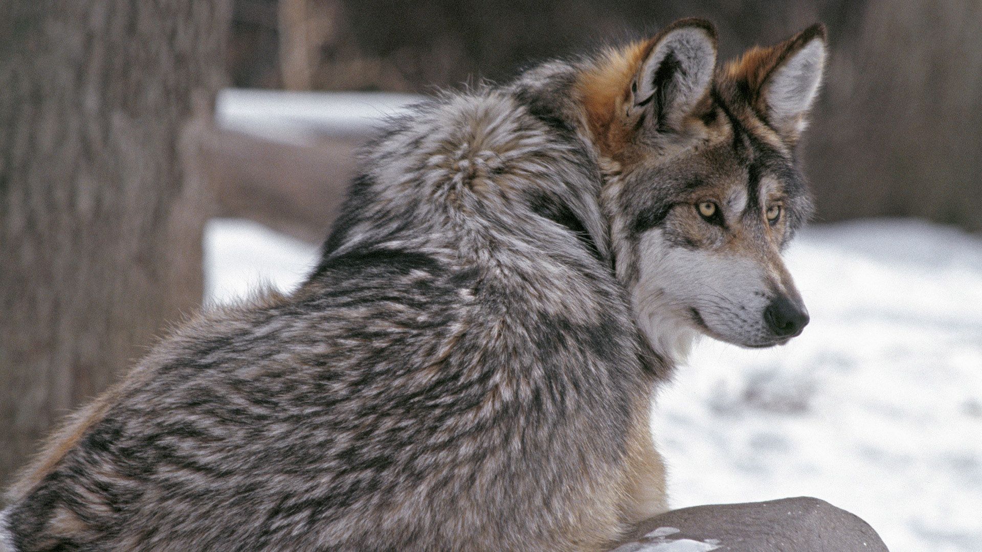 wolf, winter, grey, evil