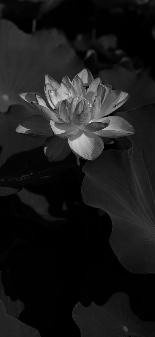 lotus, bw, leaves, blossoms