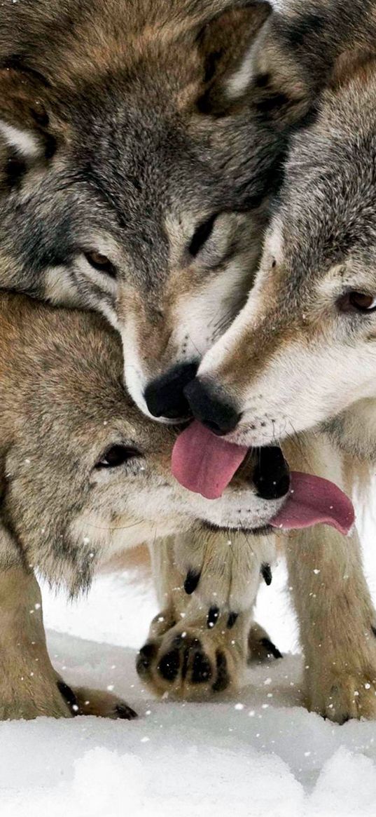 wolf, tongue, lick, snow, three