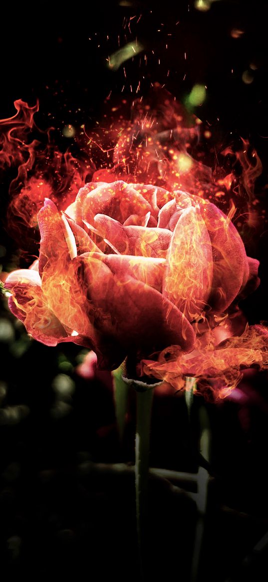 rose, fire, photoshop