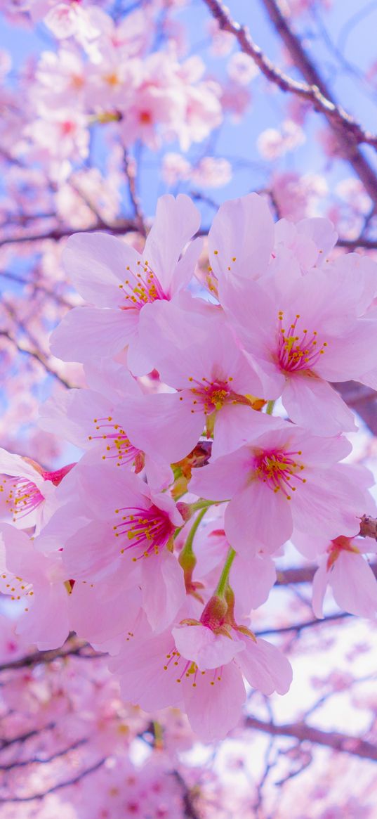 sakura, flowers, bloom, spring, pink