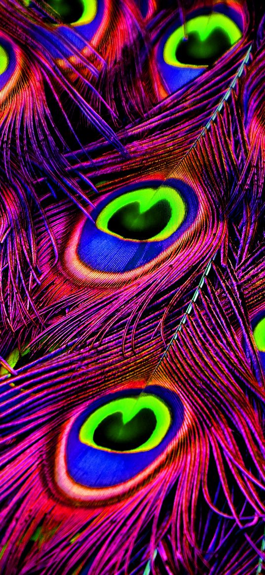 peacock, feathers, bright, photoshop