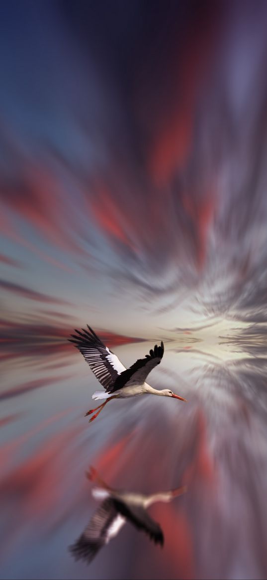 stork, bird, flight, reflection