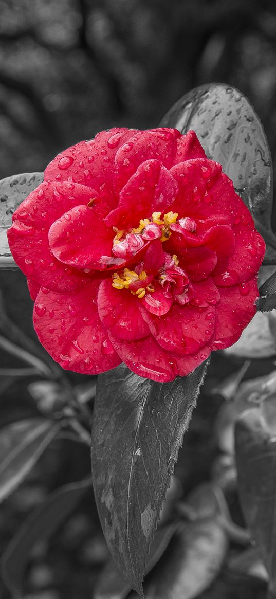 camellia, dew, photoshop, bloom