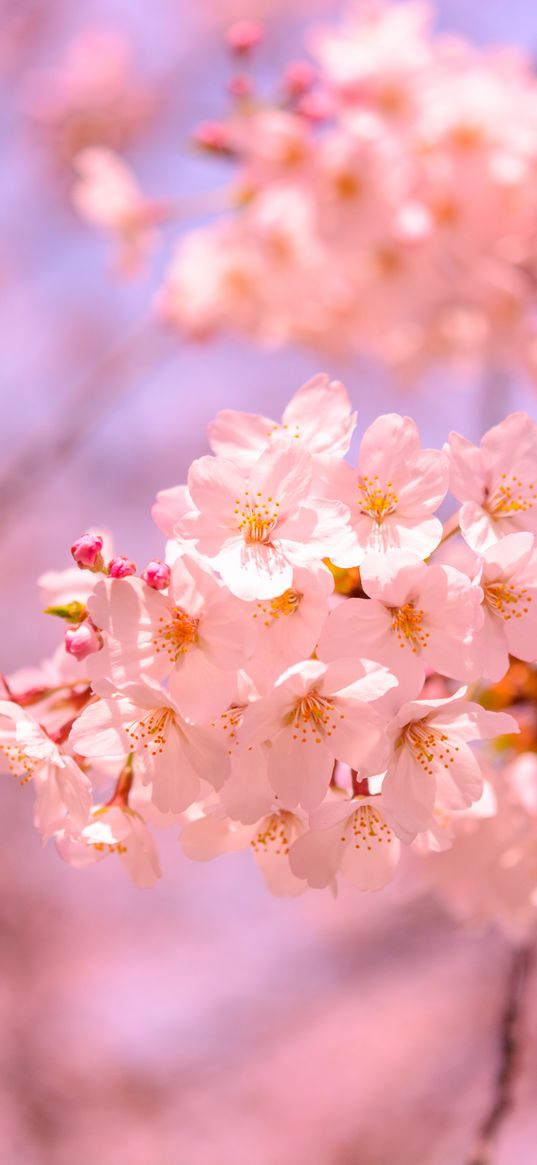 sakura, flowering, spring, branch, pink