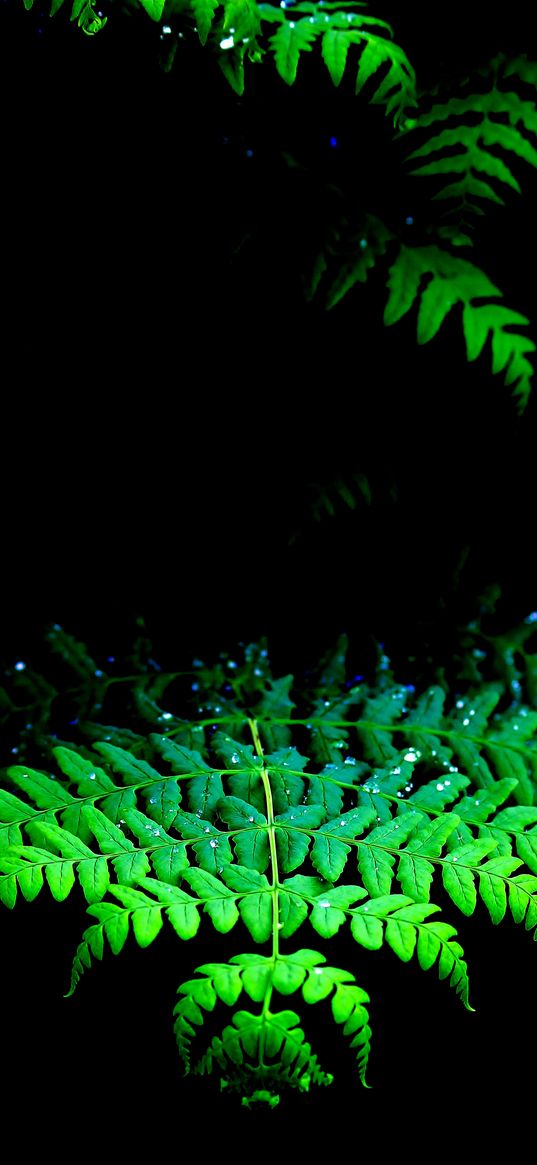 fern, leaves, green, carved, dark