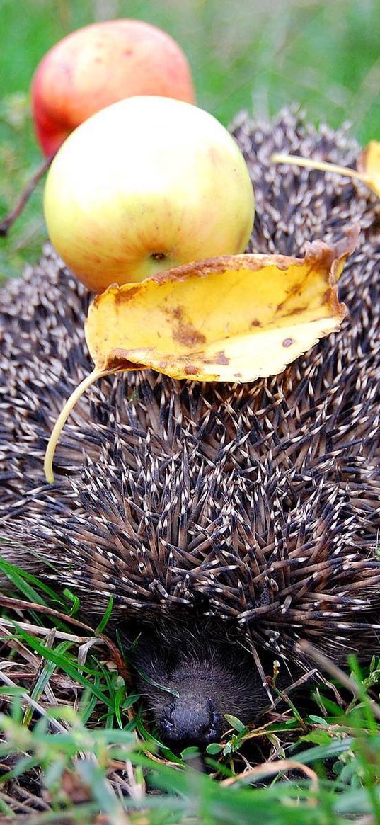 hedgehog, needle, apples, leaves