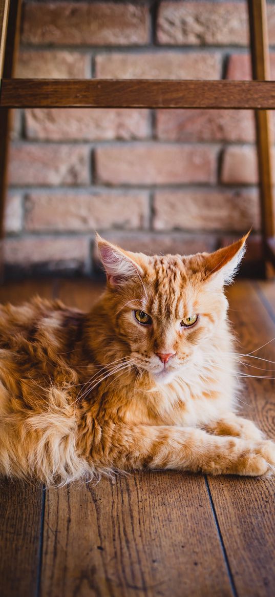 cat, fluffy, ginger cat, lying