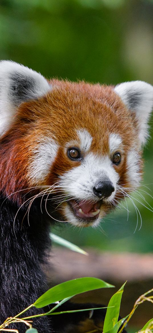 small panda, fiery panda, red panda, panda, astonishment