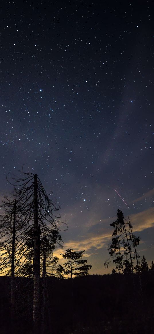 starry sky, night, trees, stars, night sky