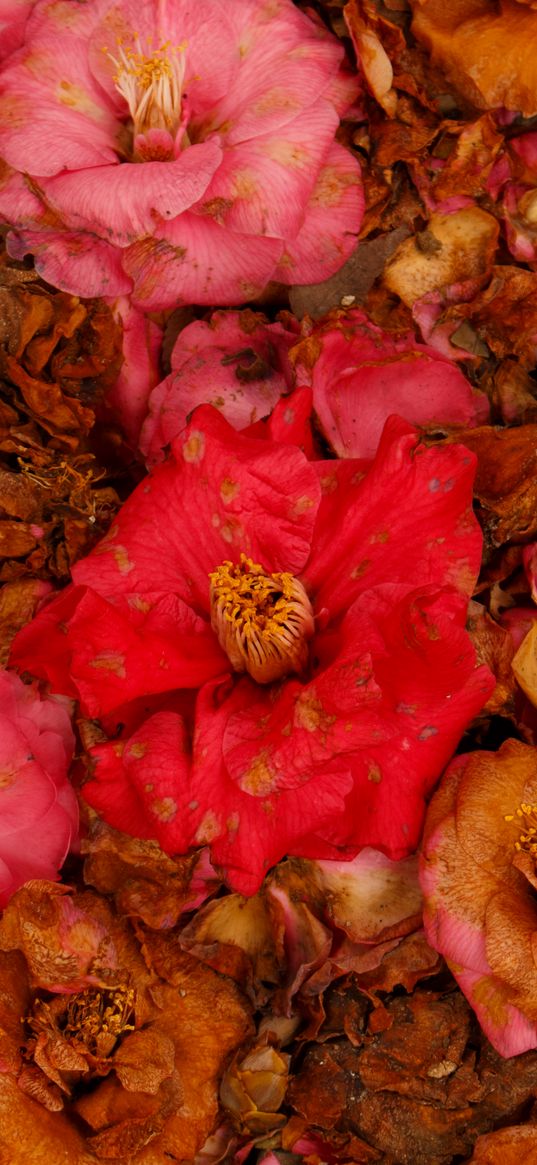 camellia, dry, flowers, garden, pink, red