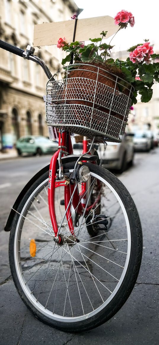 bicycle, basket, flowers, wheel, street