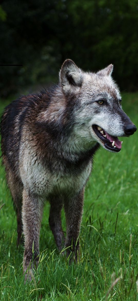 wolf, predator, dog, wildlife, grass