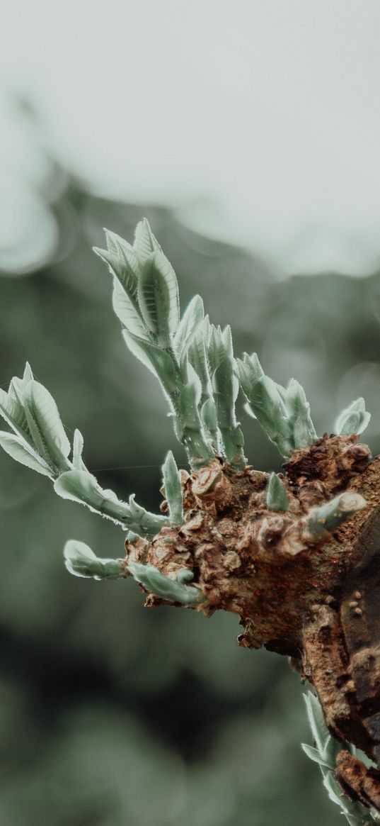 sprouts, leaves, plant, blur