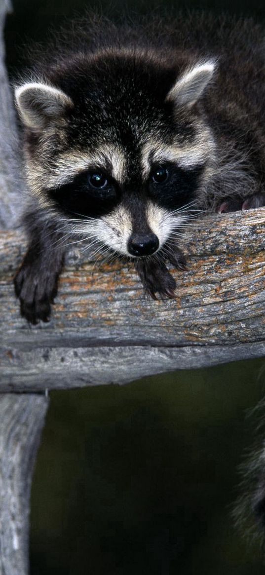 raccoon, striped, branch, sit