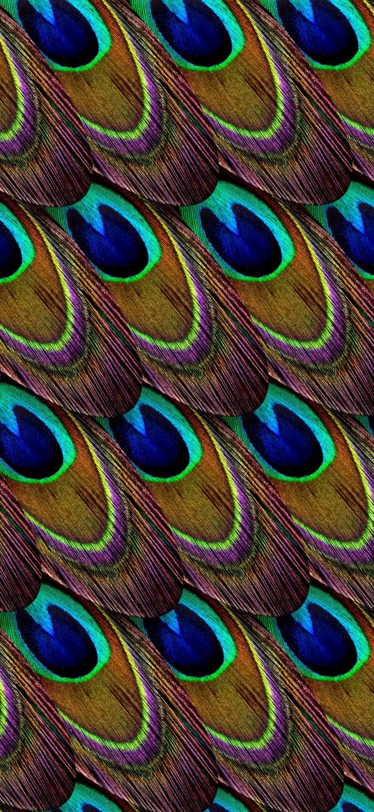 feathers, peacock, patterns, texture