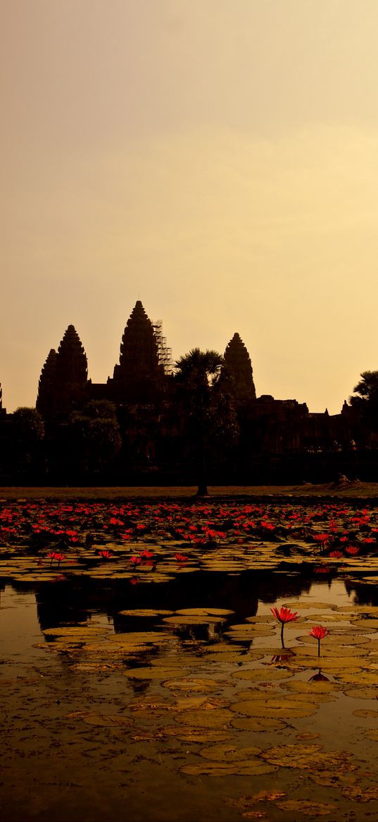 pond, lilies, panorama, cambodia