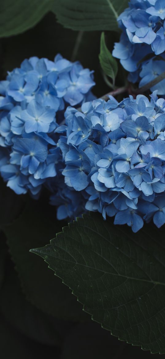 hydrangeas, inflorescences, blue